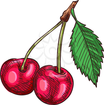 Cherry fruit with leaves isolated sketch. Vector red berries with green leaf, food dessert