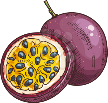 Passion fruit or maracuya isolated tropical food sketch. Vector cross section with seeds, exotic dessert