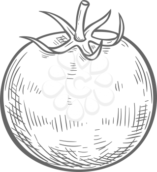 Tomato isolated sketch icon. Vector berry vegetable, cherry tomato with leaf