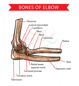 Bones of elbow, human anatomy vector sketch. Medicine and health care design with arm skeleton bones of humerus, radius and ulna, capitulum, head, neck and tuberosity, olecranon and coronoid process
