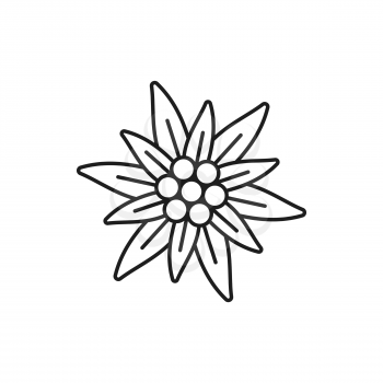 Edelweiss flower isolated thin line icon. Vector symbol of alpinism, Switzerland alps, Swiss and German Bavarian oktoberfest festival. Wildflower growing in mountains, national decoration