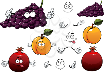 Bunch of purple grape, orange apricot and juicy red pomegranate fruits. For agriculture or fresh healthy food design