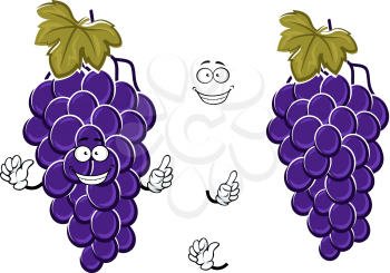 Happy cartoon bunch of blue grape fruits with large berries on curved grapevine with green leaf. For agriculture harvest or vegetarian dessert menu design