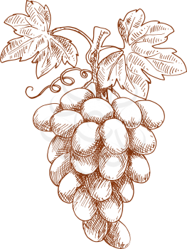 Ripe bunch of sweet juicy grape fruit on curved grapevine with leaves and tendril. Sketch style vector for vineyard or winery emblem, healthy dessert food or agriculture themes
