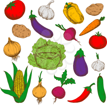 Farm grown fresh green cabbage and cucumber, ripe potatoes, beetroots and eggplants, red tomatoes and cayenne pepper, sweet corn, carrot and bell pepper, pungent garlics and onions vegetables. Healthy