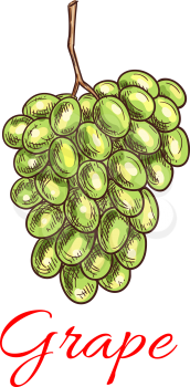 Grape bunch of green, white grapes. Vector sketch isolated icon of fresh ripe juicy grape cluster for juice, vine packaging, farm grape fruit product design