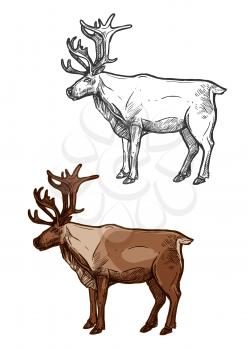Reindeer vector sketch icon. Christmas deer with antlers isolated traditional symbol of new year and Santa sleigh