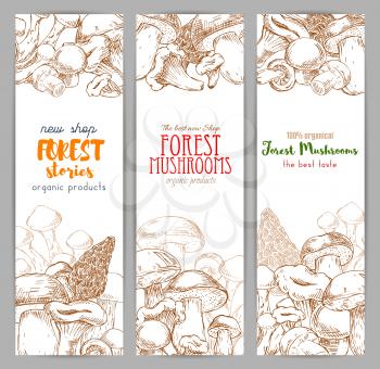 Autumn forest banner with mushroom sketch. Drawing of wood nature like russule and morchella, penny bun or cep, porcino or porcini, boletus, birch and red-capped edible fungus, chantrelle or girolle. 