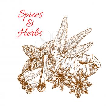 Spices and aromatic herbs sketch of ginger, cinnamon sticks, mint, anise seeds, and sage leaf. Herbal spicy culinary condiments or aroma flavoring spicy plants and greens for grocery store, farmer mar