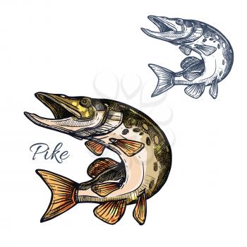 Pike sketch icon. Vector freshwater lake fish species of blue walleye or characin. Isolated symbol for fishing nature club or fishery industry, fish market or shop and seafood restaurant sign or emble