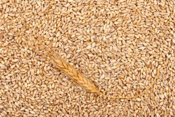 Royalty Free Photo of a Wheat Grain Background