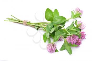 Royalty Free Photo of Herbal Medicine: Red Clover