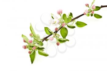 Royalty Free Photo of an Apple Blossom Branch