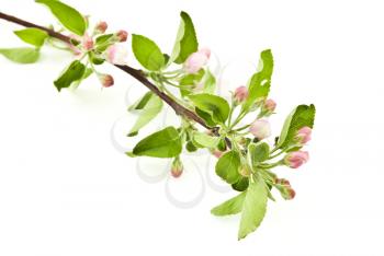 Royalty Free Photo of an Apple Blossom Branch