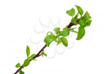 Royalty Free Photo of an Apple Tree Branch
