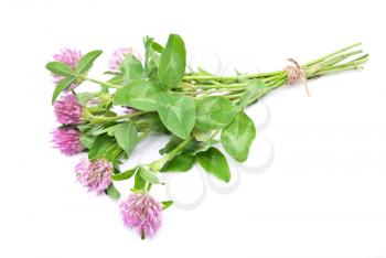 Herbal medicine:Red clover 