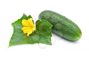 Royalty Free Photo of a Cucumber with Flowers