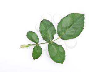 Potato leaf 