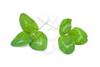 Royalty Free Photo of Clover Leafs