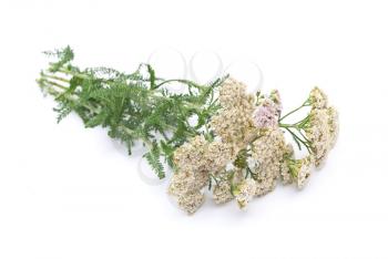 Royalty Free Photo of Herbal Medicine: Milfoil