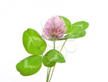 Royalty Free Photo of Herbal Medicine: Red Clover
