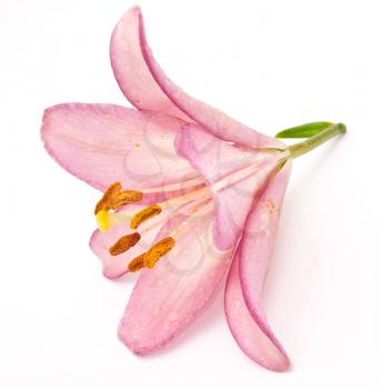 Royalty Free Photo of a Pink Lily