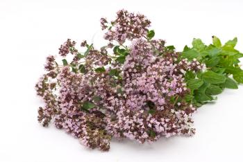 Royalty Free Photo of Herbal Medicine: Thyme
