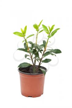 Royalty Free Photo of a Small Laurel Tree in a Pot