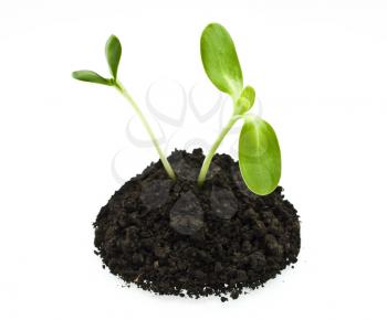 young sunflowers sprouts in the soil isolated over white 