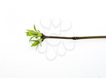 Royalty Free Photo of a Lilac Tree Branch