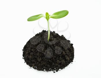 young sunflowers sprouts in the soil isolated over white 