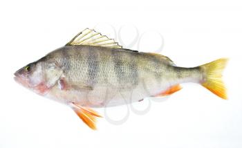 Royalty Free Photo of a Perch