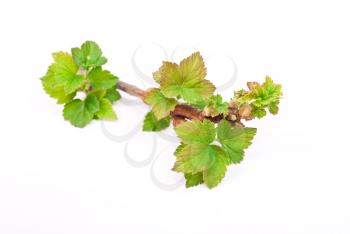 Young green sprout of currant 