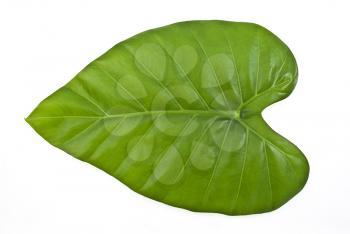 Royalty Free Photo of a Green Leaf