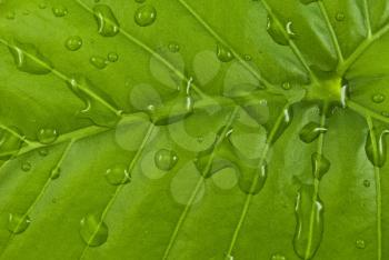 Royalty Free Photo of a Green Leaf With Water Droplets