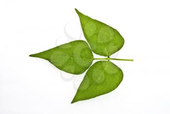 Bean leaf 