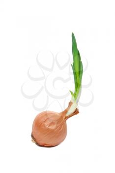 Royalty Free Photo of an Onion With a Green Sprout