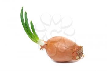 Onion with fresh green sprout 