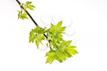 Royalty Free Photo of a Maple Leaf Tree Branch