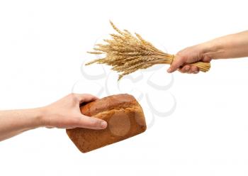 Royalty Free Photo of Hands Holding Bread and Wheat Ears