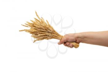 Royalty Free Photo of a Hand Holding Wheat Ears