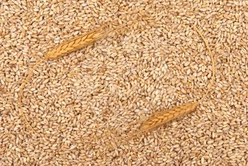 Royalty Free Photo of a Wheat Grain Background