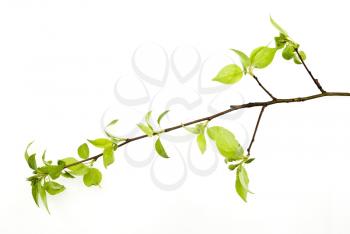 Royalty Free Photo of an Apple Tree Branch