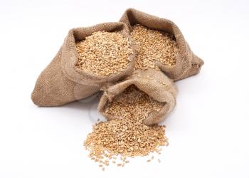 Sacks of wheat grains 