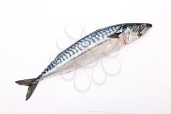 Raw mackerel on white 