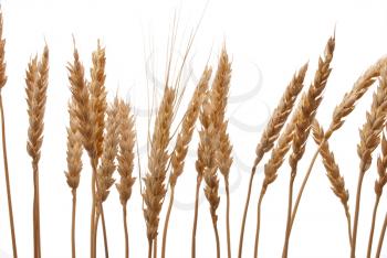 Wheat ears 
