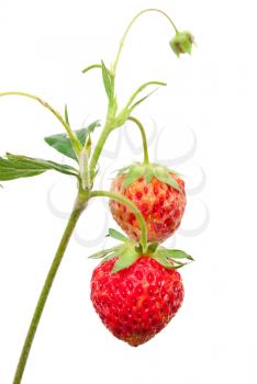 Strawberries on branch 