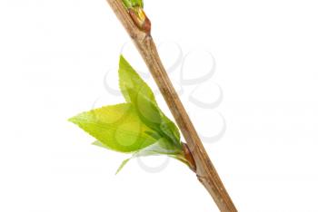 Branch aspen tree with spring buds isolated on white 