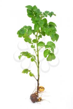 Potato sprout 