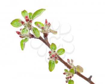 Branch apple tree with spring buds isolated on white 
